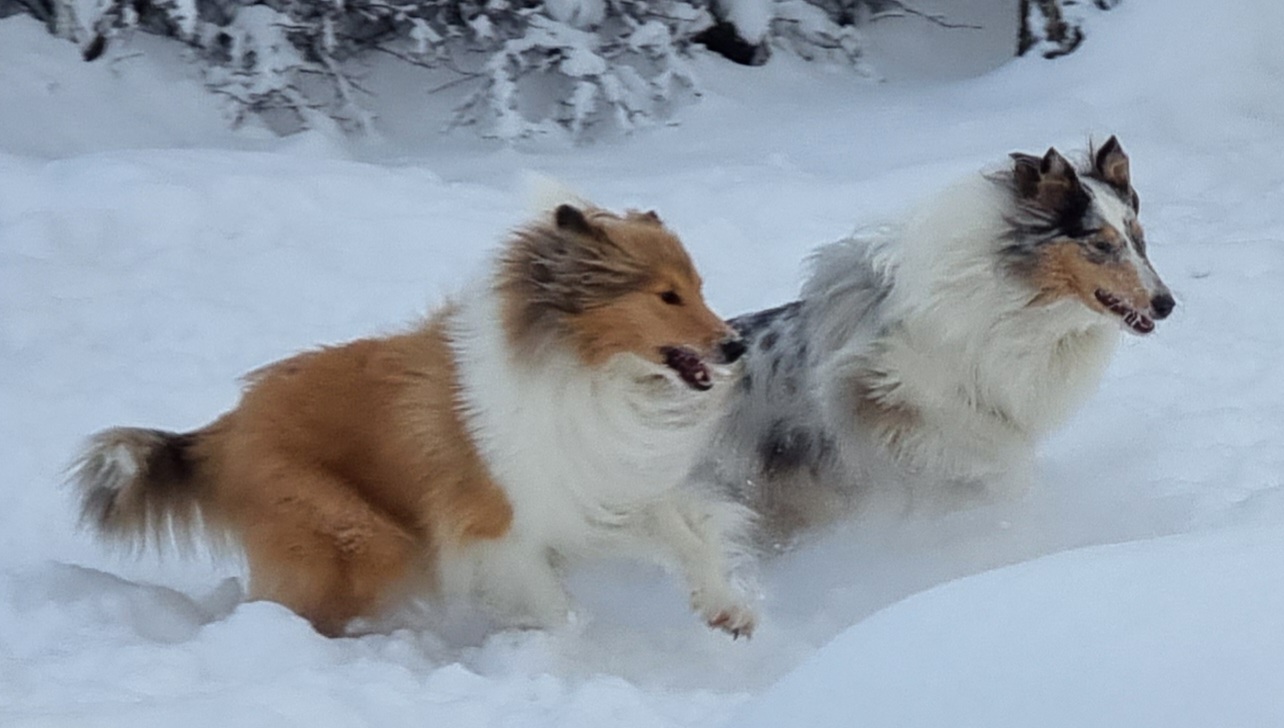 Coco%20ja%20Gigi%20talvella