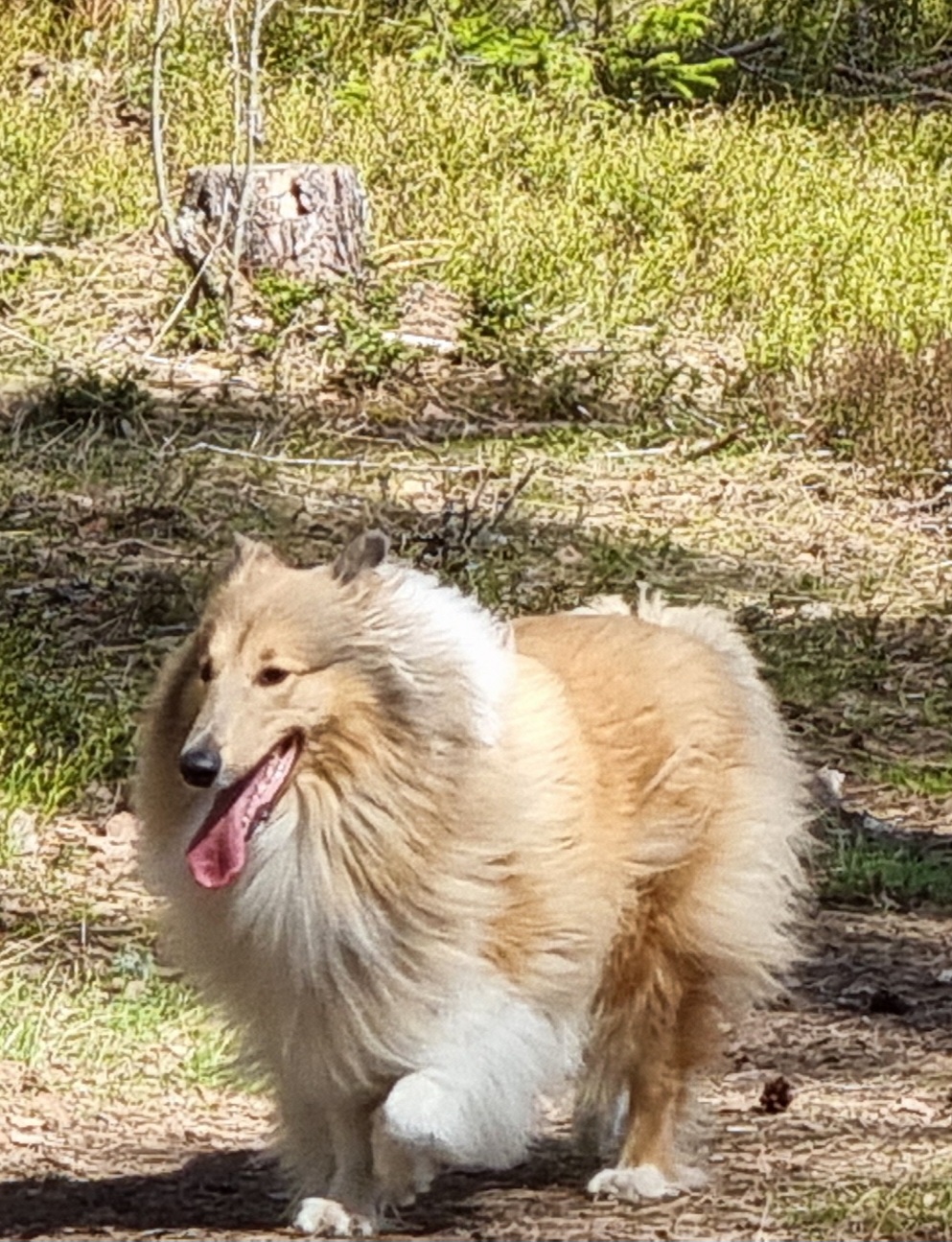 Coco%20keväällä%20turkissa