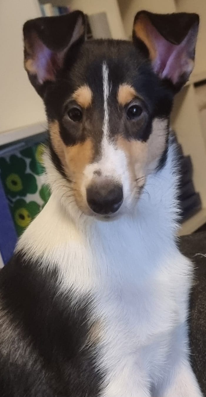 Daisy%202,5%20kuukauden%20ikäinen