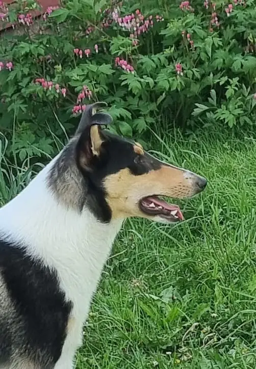 Pitk&auml;karvainen collie, Kalaxin Up's A Daisy World