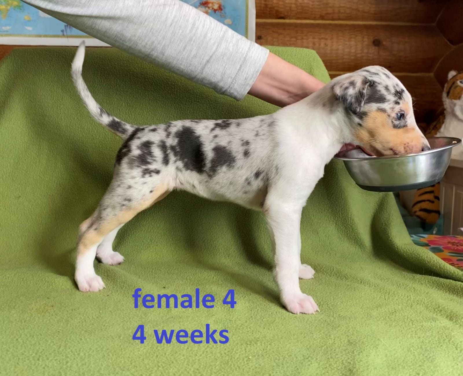 Lulu%204vk%20oikealle