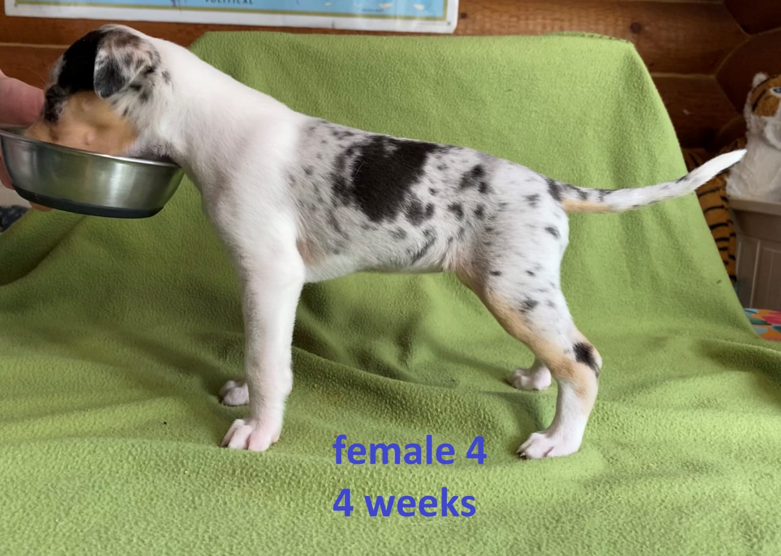 Lulu%204vk%20vasemmalle