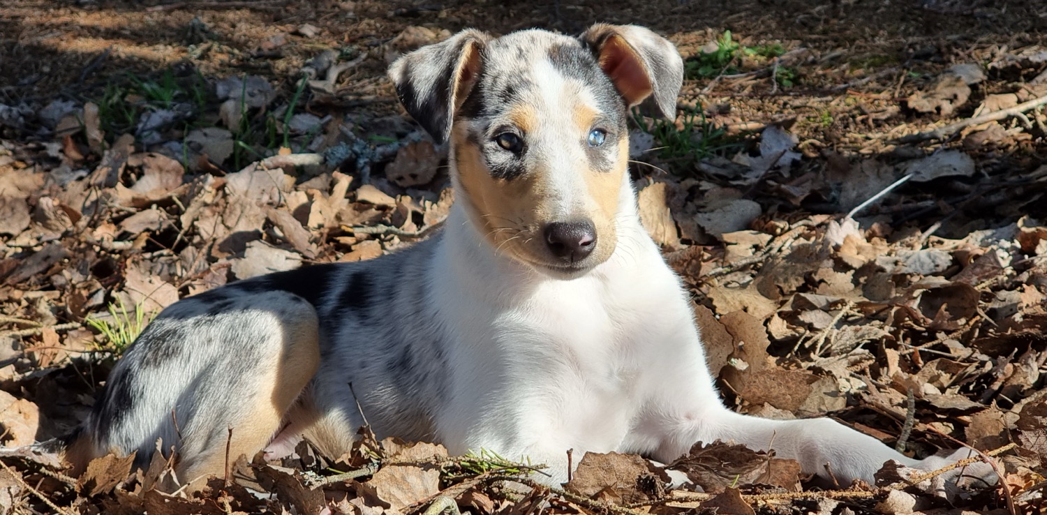 Lulu%20ensikertaa%20metsässä