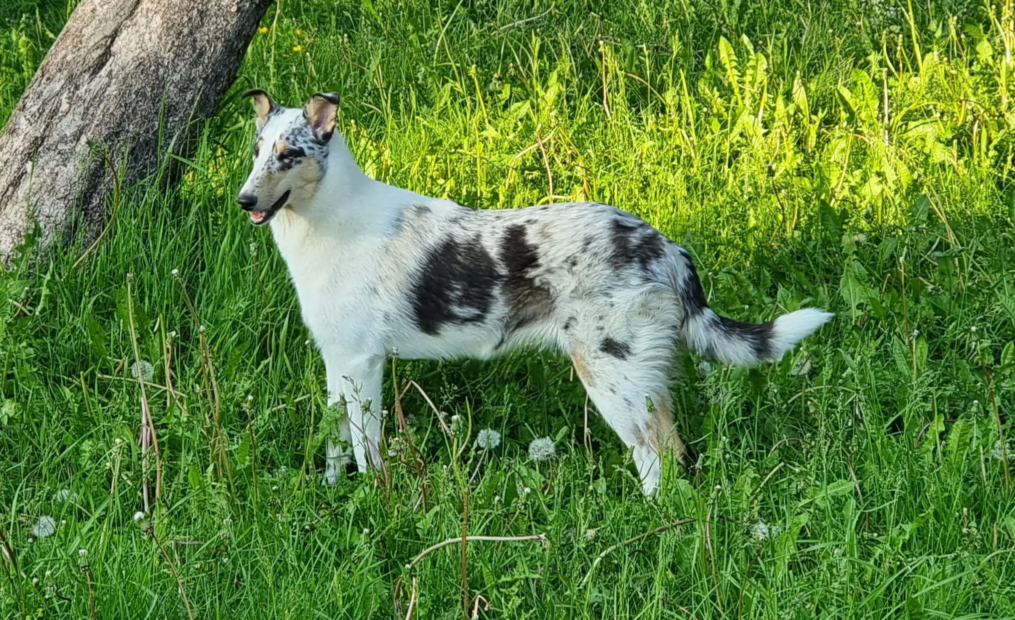 Pitk&auml;karvainen collie, Kalaxin Cheers To The World