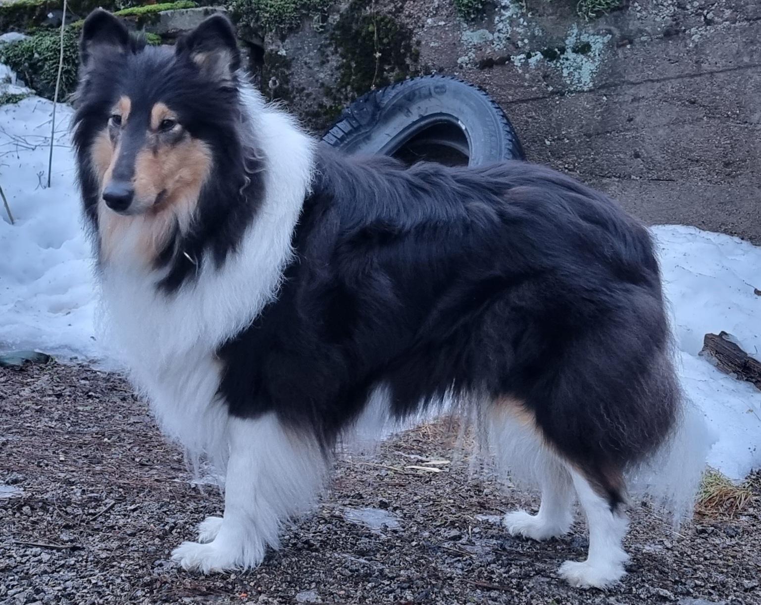 Nasu%20navetan%20edessä