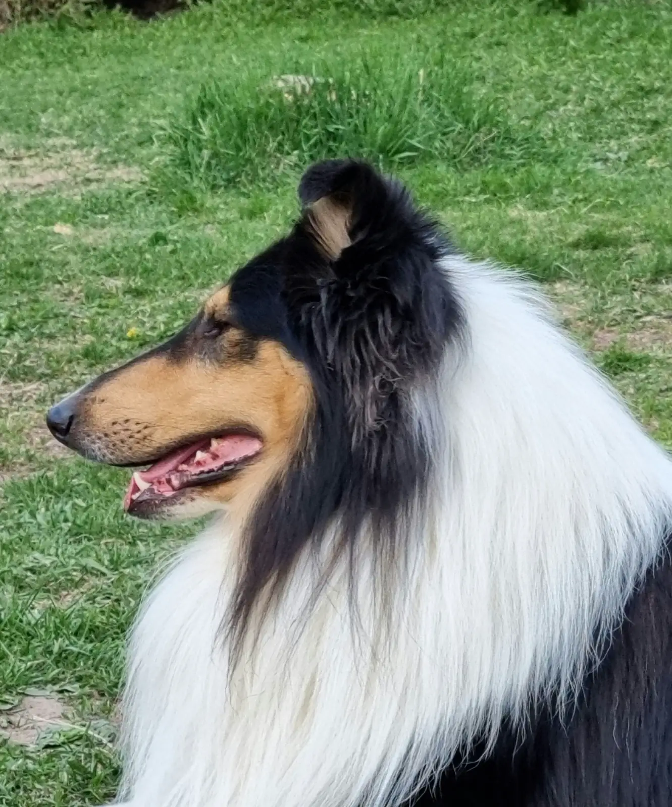 Pitk&auml;karvainen collie, Kiva's Eden The Almighty Hawk Of The Windy City