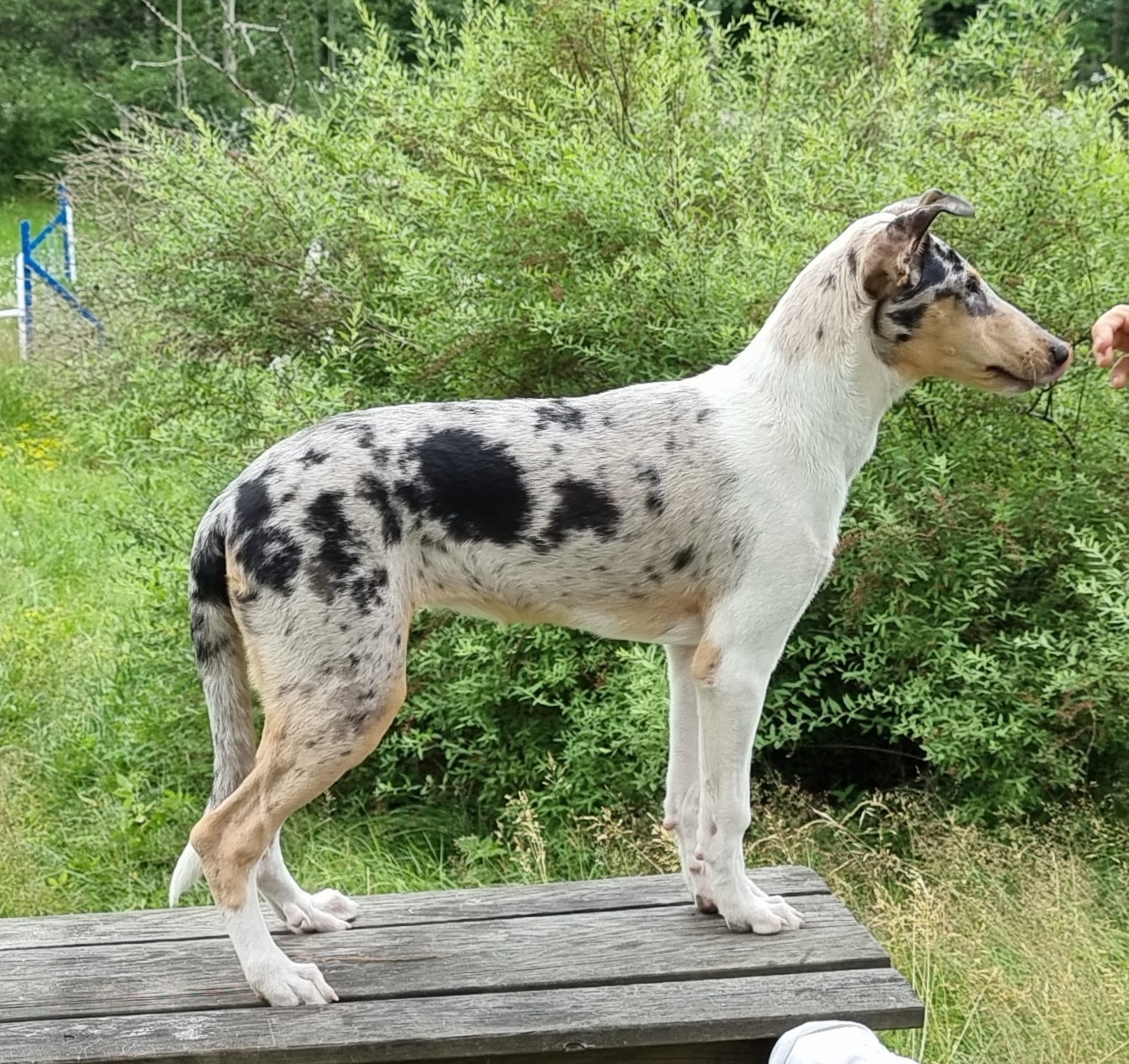 lulu%20pöydällä%205kk